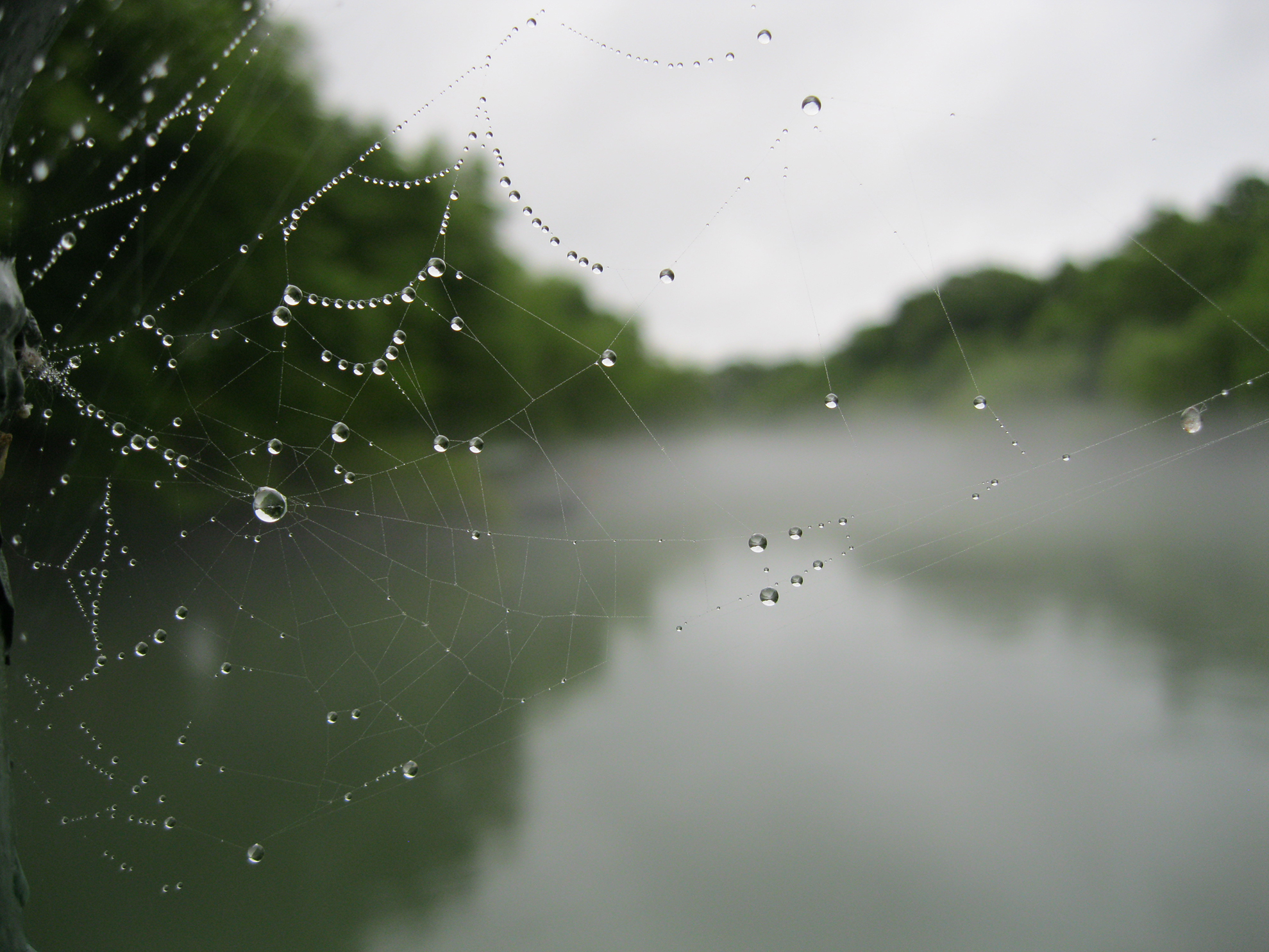 A spider web dotted with rain drops in front of a blurred view of fog on a river in Arkansas