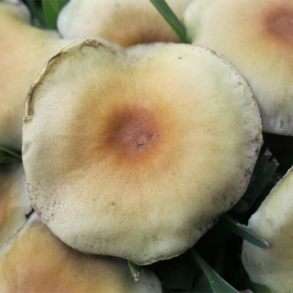 Mushroom cluster that looks like umbrellas on a city sidewalk